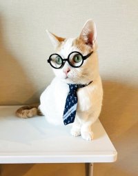 画像1: お気に入りのネクタイを猫用ネクタイに仕立て直します。ネクタイ・蝶ネクタイ（セーフティ首輪）2個